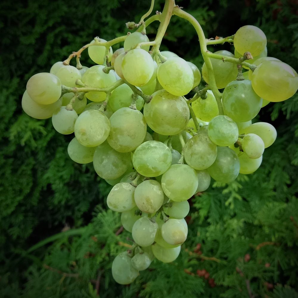 Pilt heledast viinamarjast