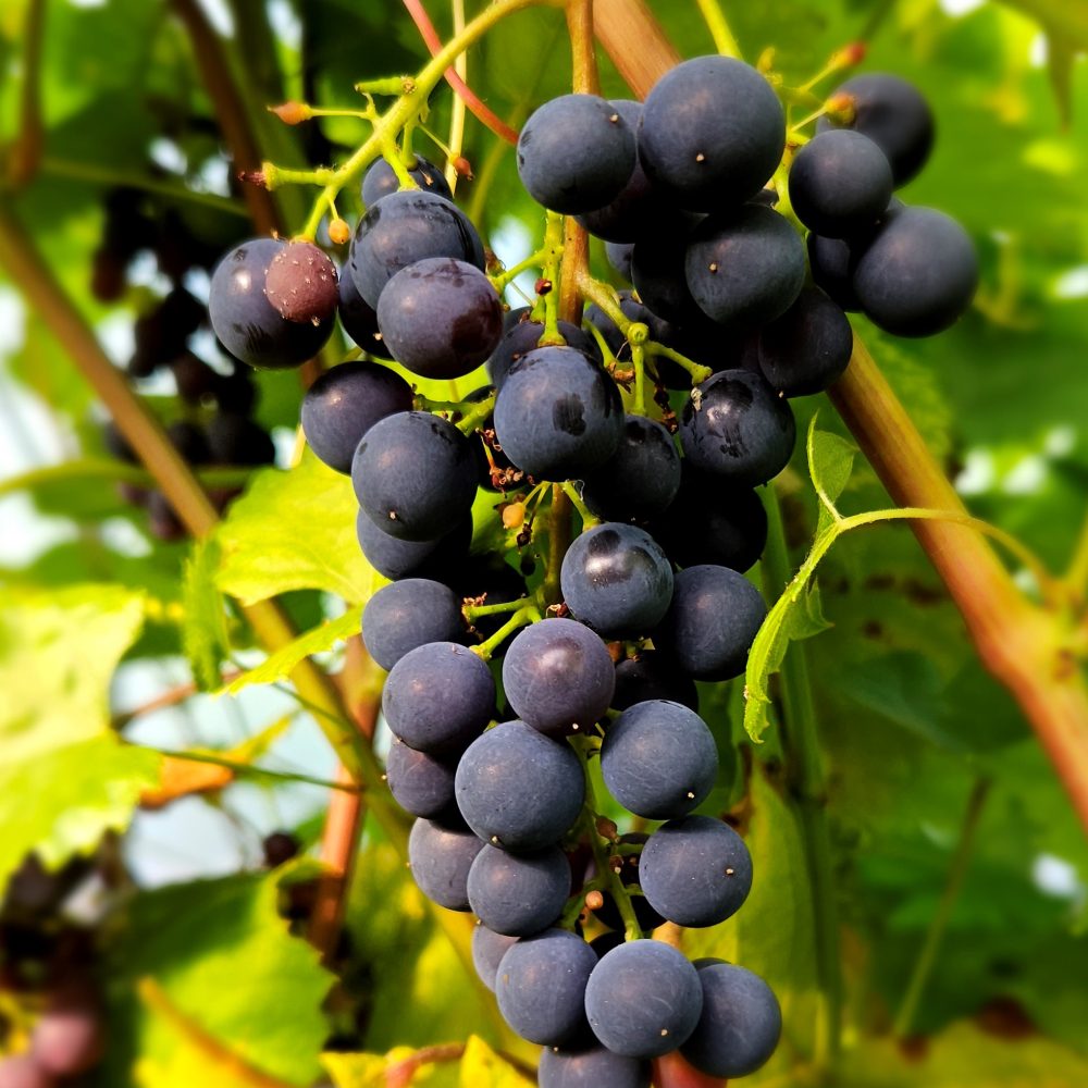Pilt tumedast viinamarjast