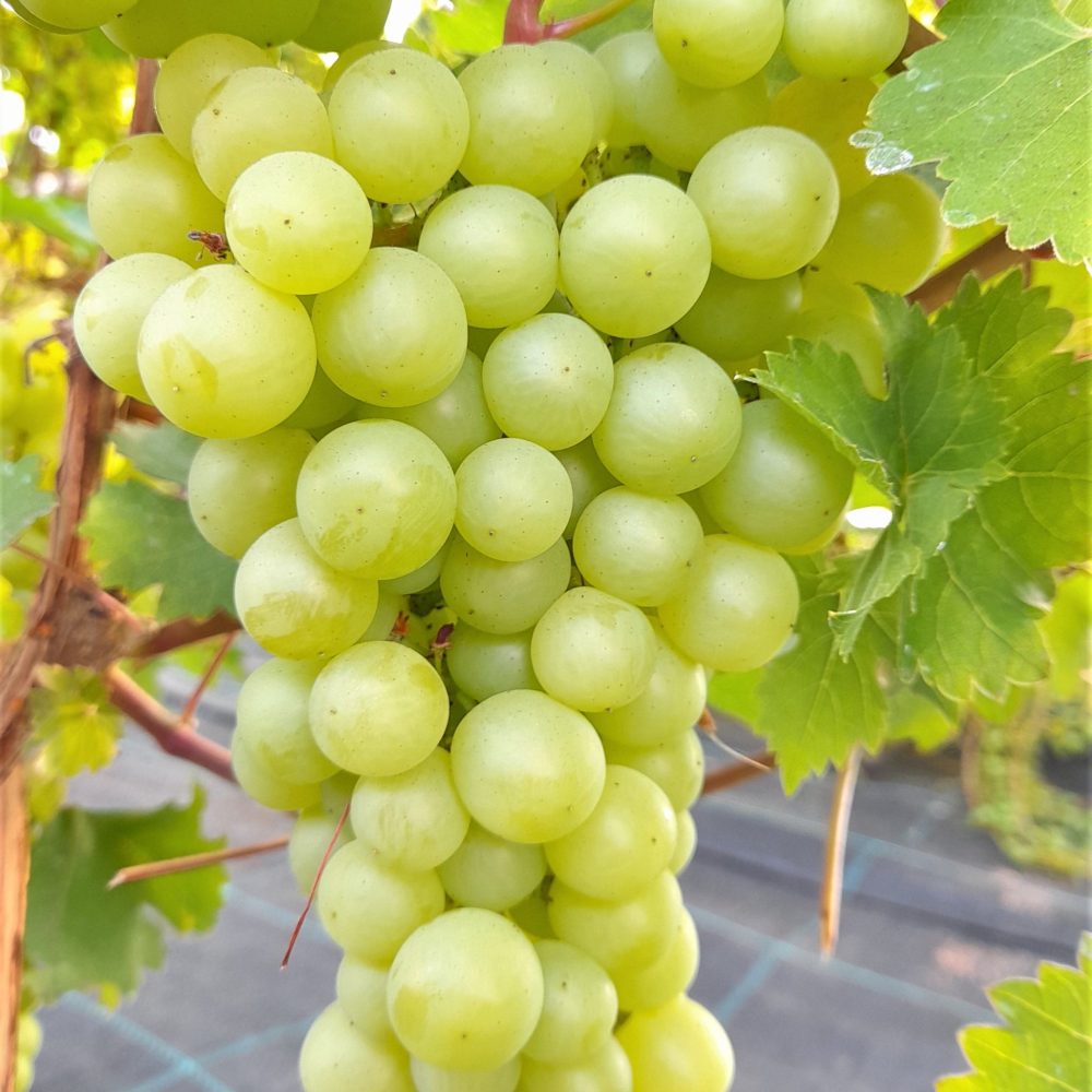 Pilt heledast viinamarjast