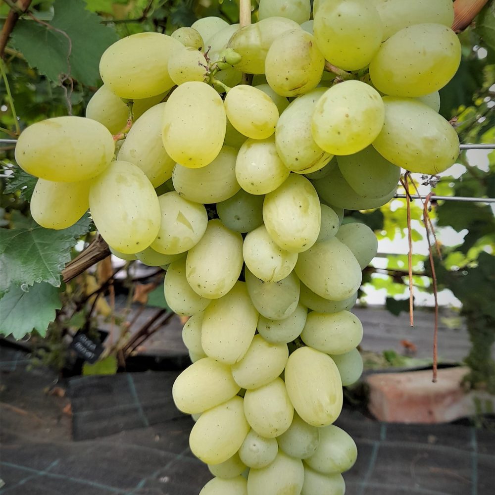 Pilt heledast viinamarjast