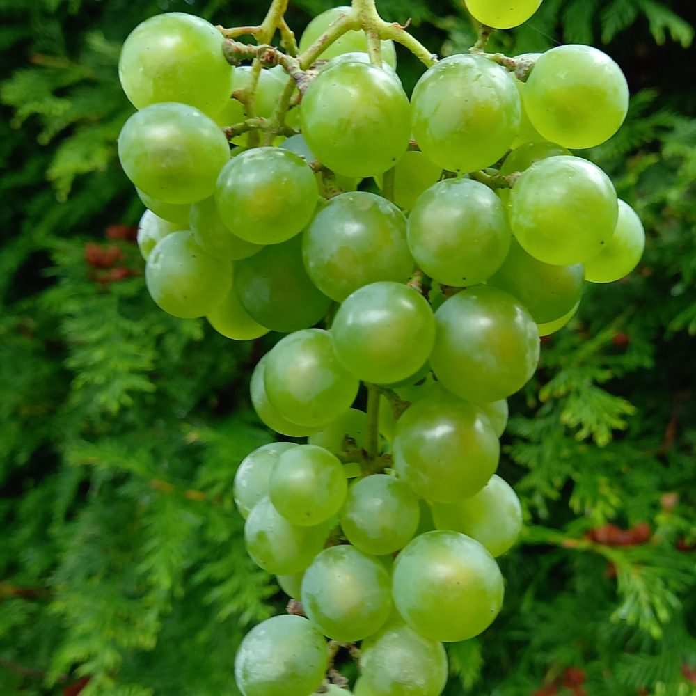 Pilt heledast viinamarjast