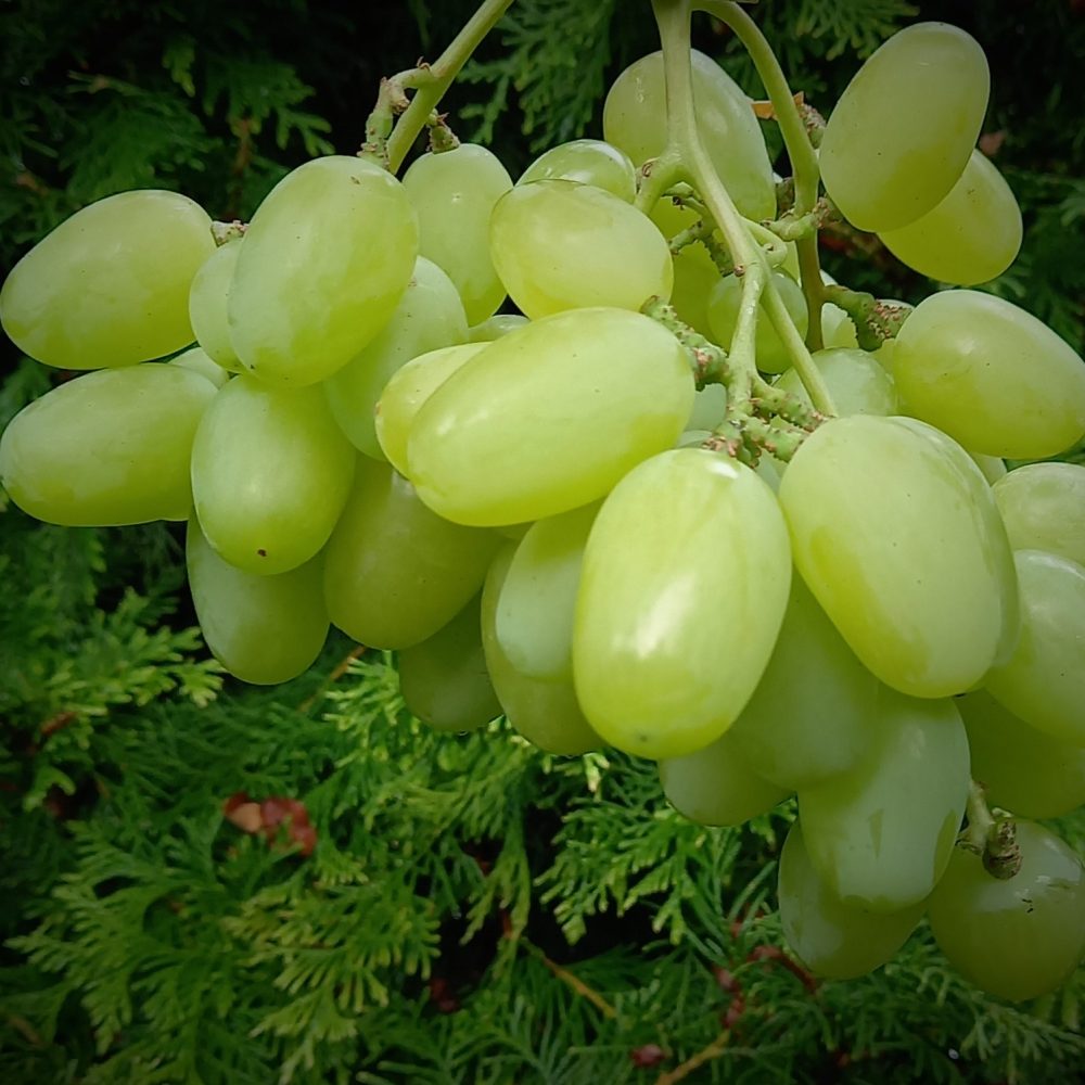 Pilt heledast viinamarjast