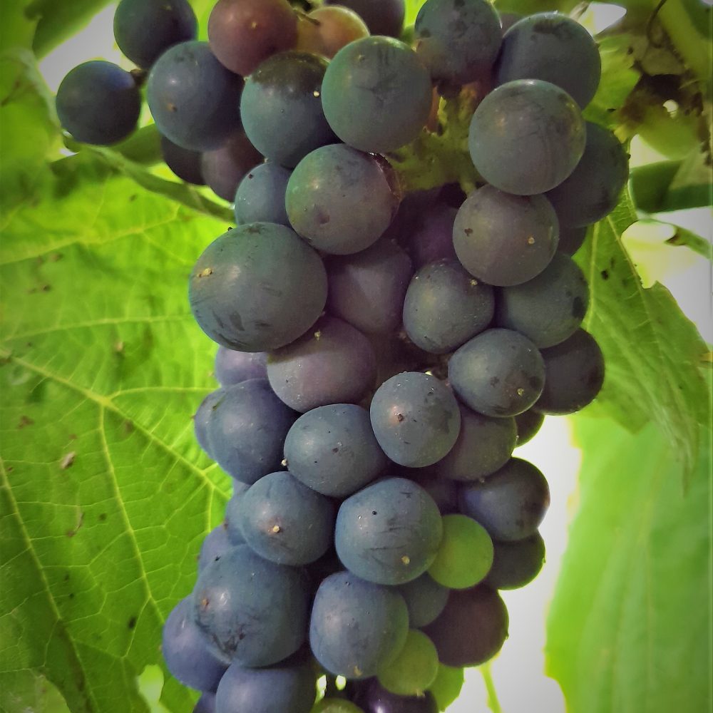 Pilt tumedast viinamarjast