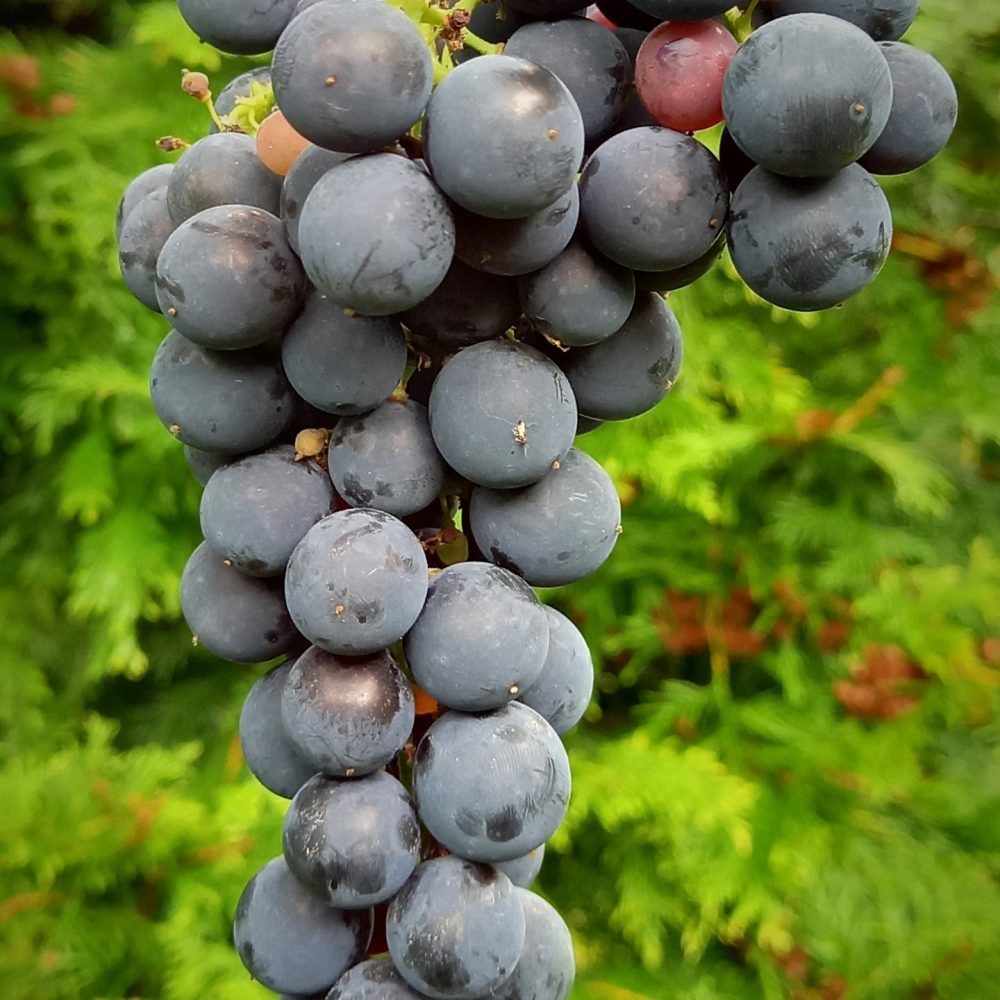 Pilt tumedast viinamarjast