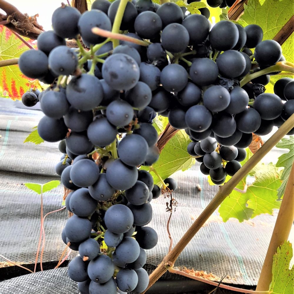 Pilt tumedast viinamarjast