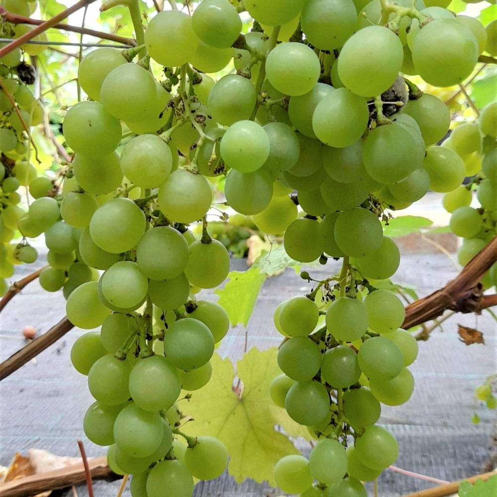 Pilt heledast viinamarjast