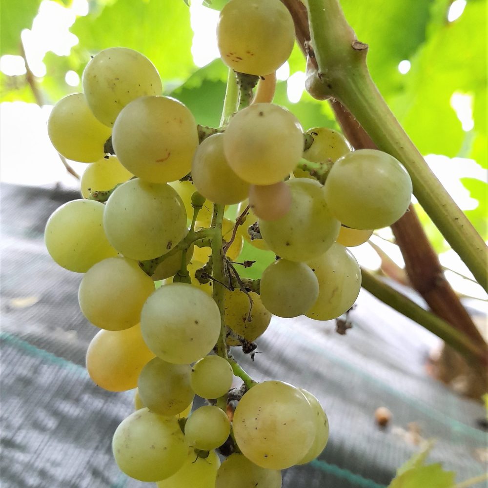 Pilt heledast viinamarjast