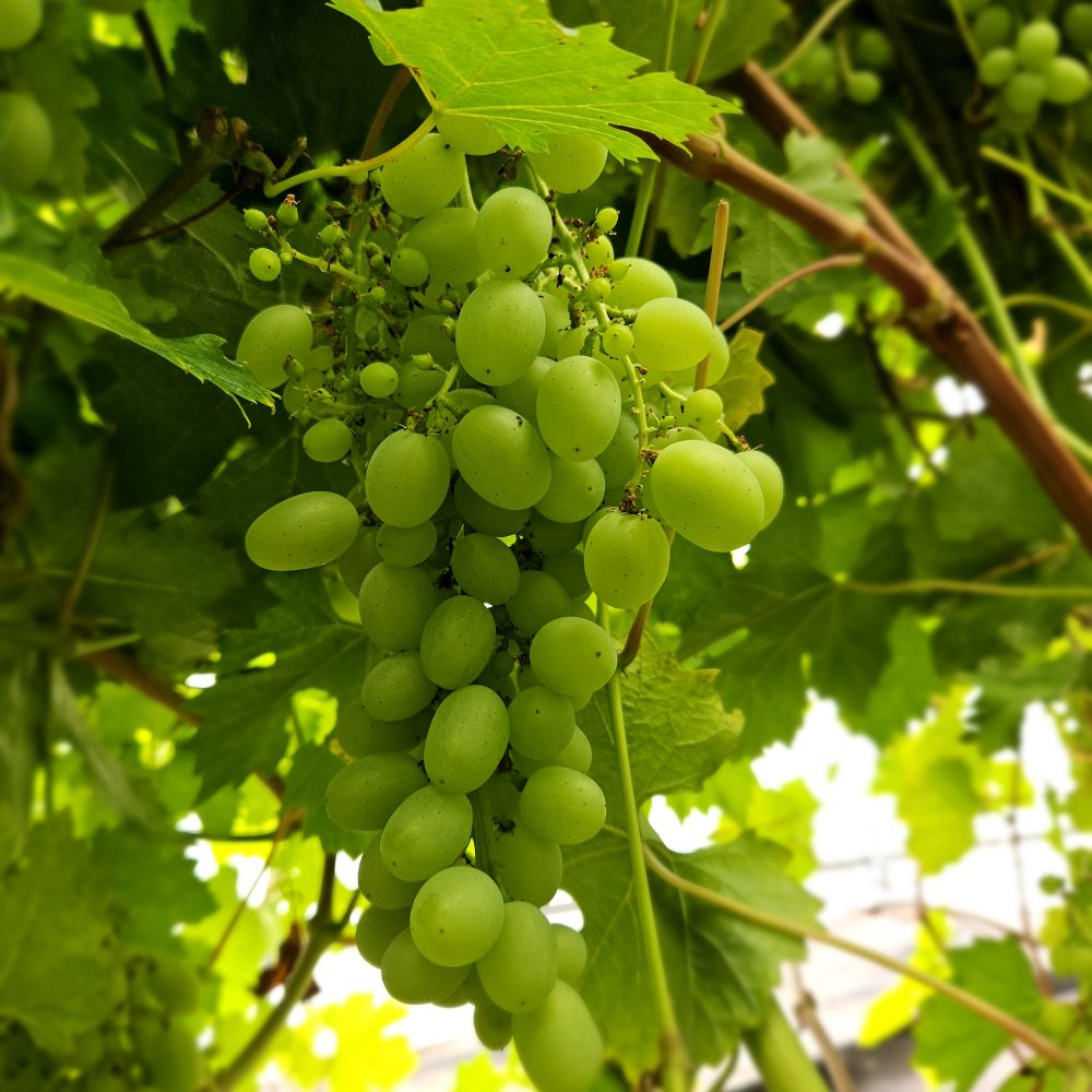 Pilt heledast viinamarjast