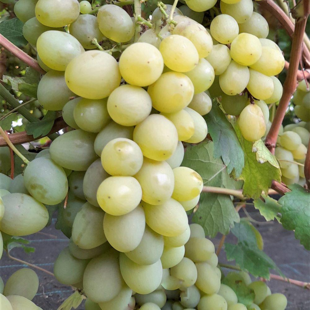 Pilt heledast viinamarjast