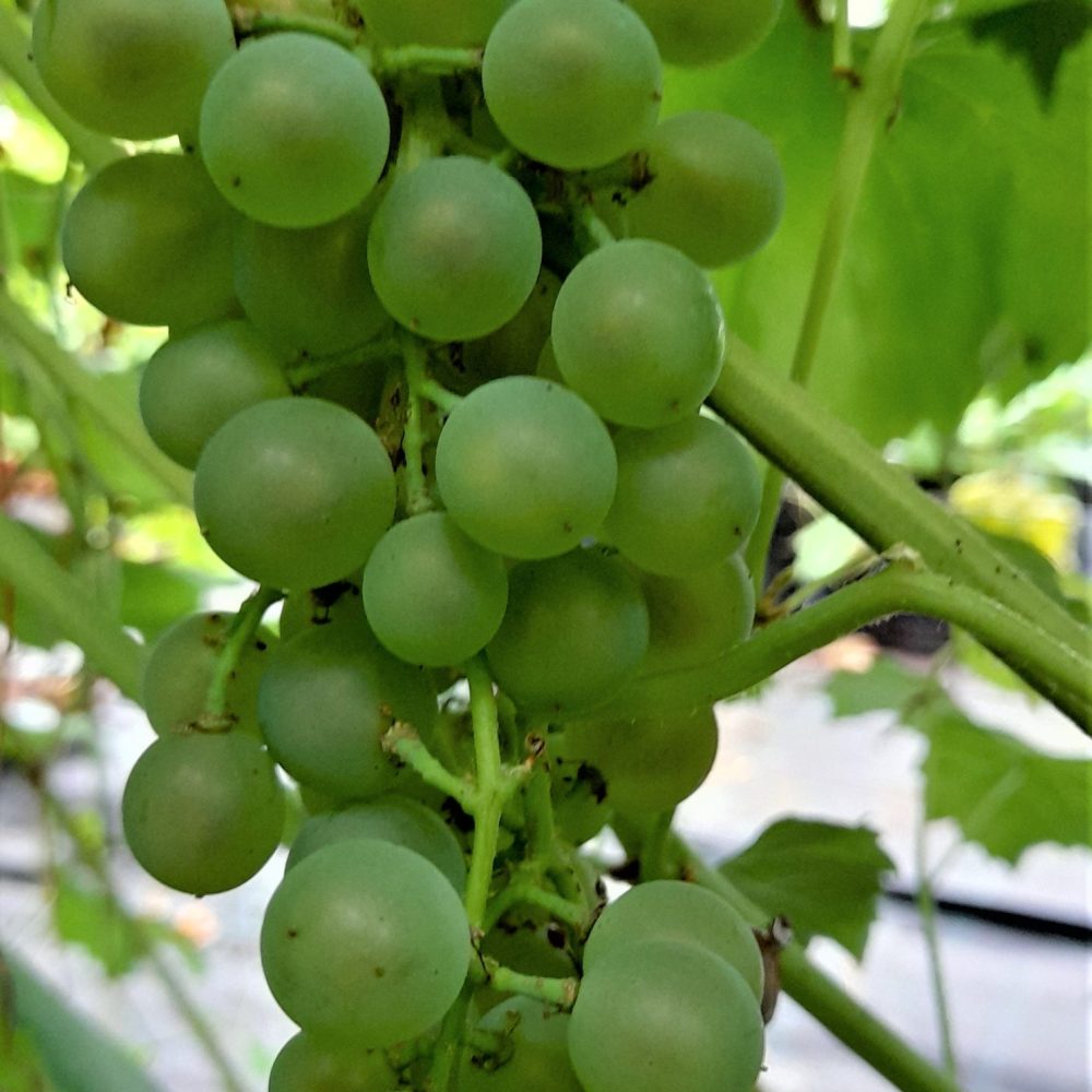 Pilt heledast viinamarjast