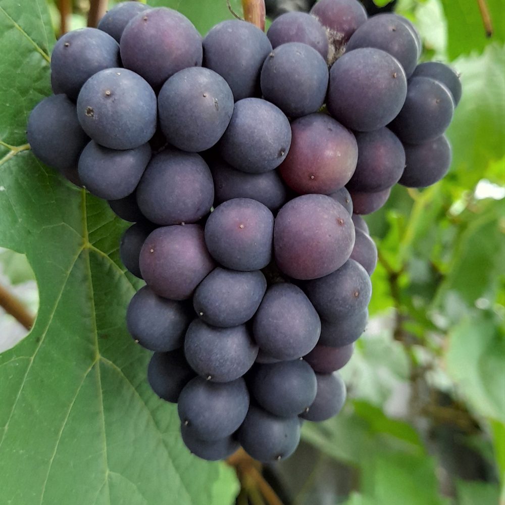 Pilt tumedast viinamarjast