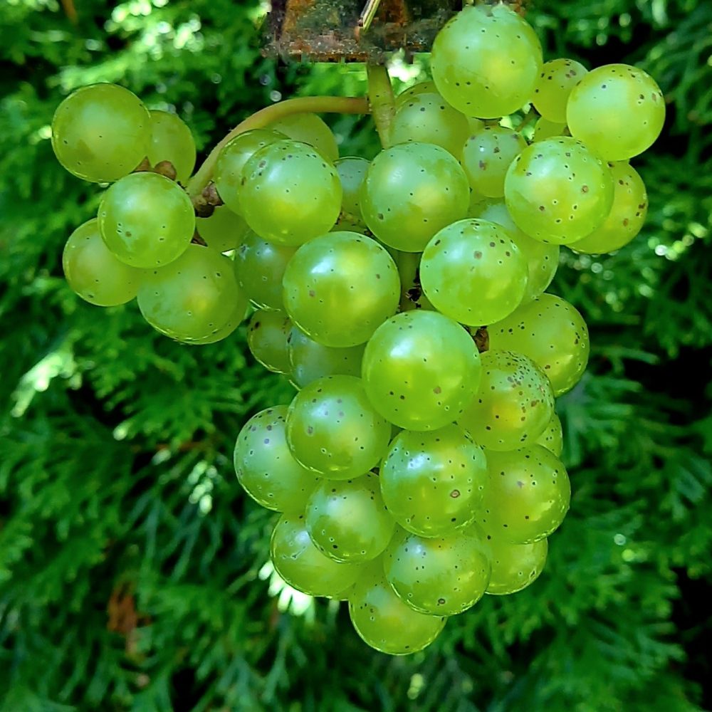 Pilt heledast viinamarjast