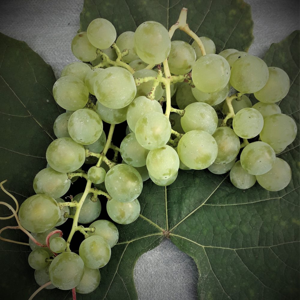 Pilt heledast viinamarjast