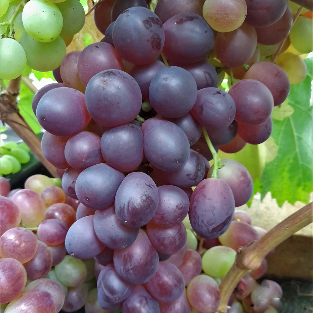 Pilt tumedast viinamarjast