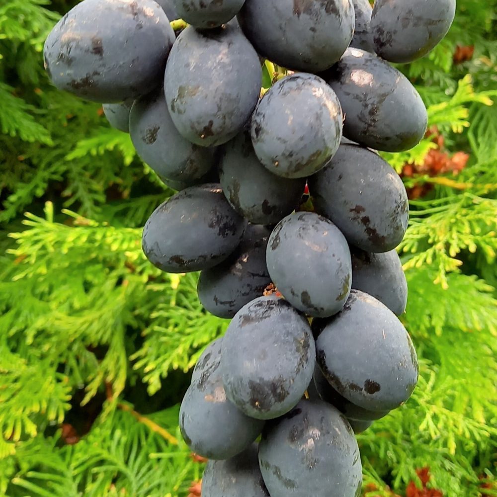 Pilt tumedast viinamarjast