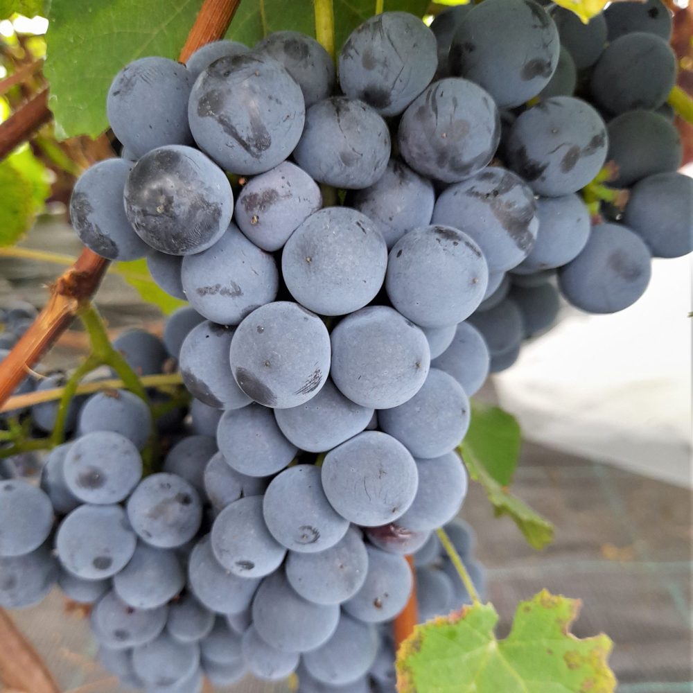 Pilt tumedast viinamarjast