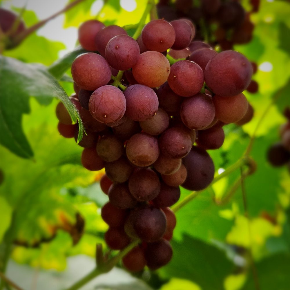 Pilt roosast viinamarjast