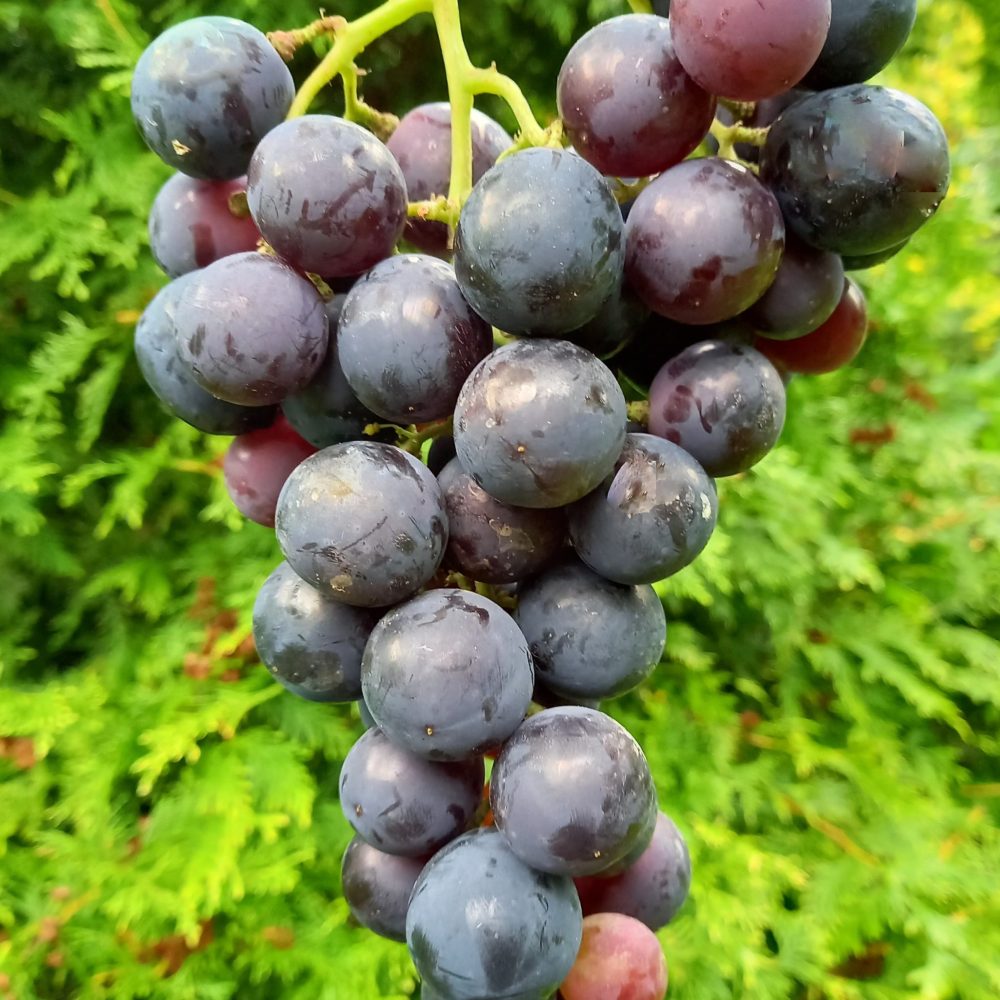 Pilt tumedast viinamarjast