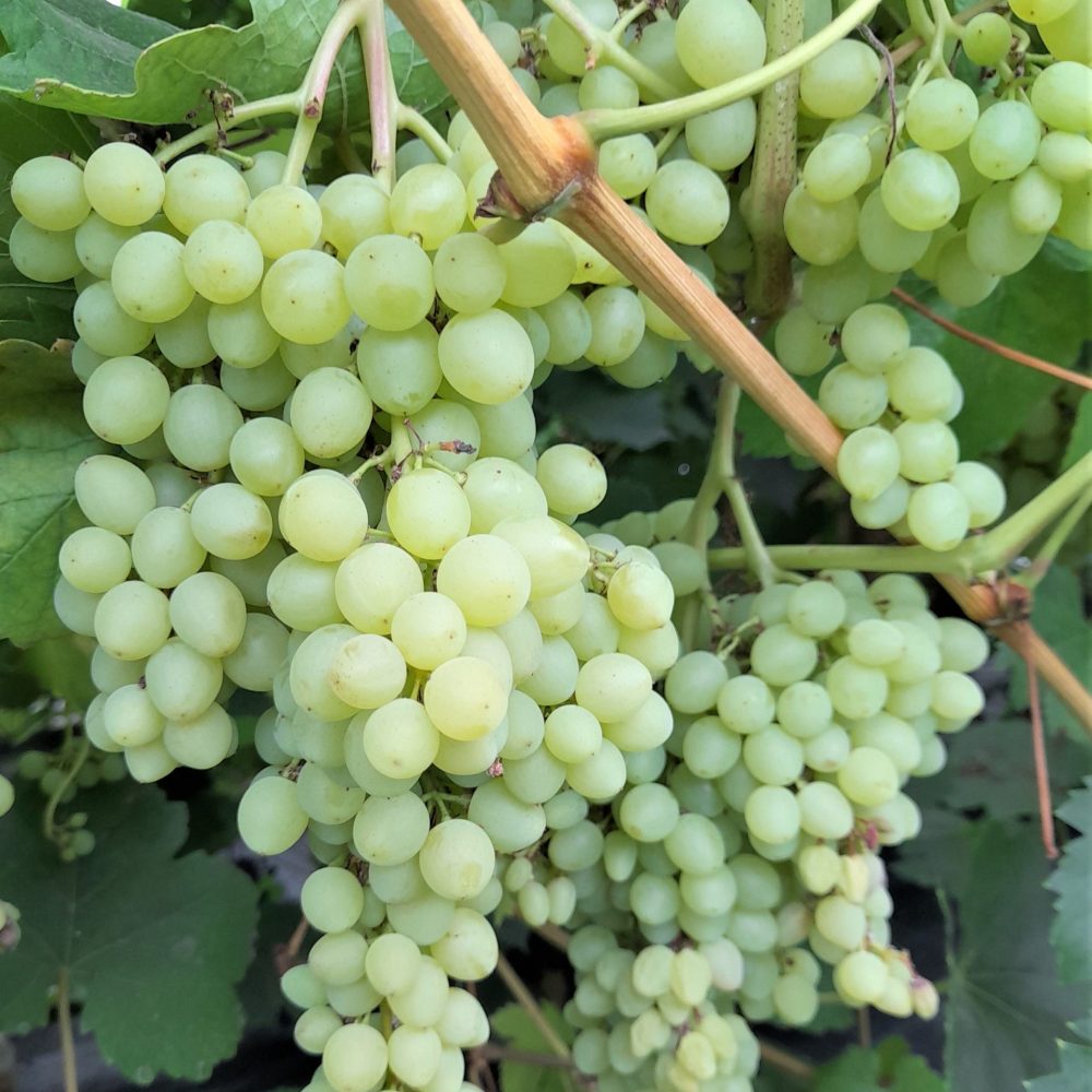 Pilt heledast viinamarjast